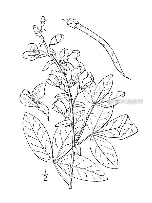 古植物学植物插图:mollis, Alleghany Thermopsis